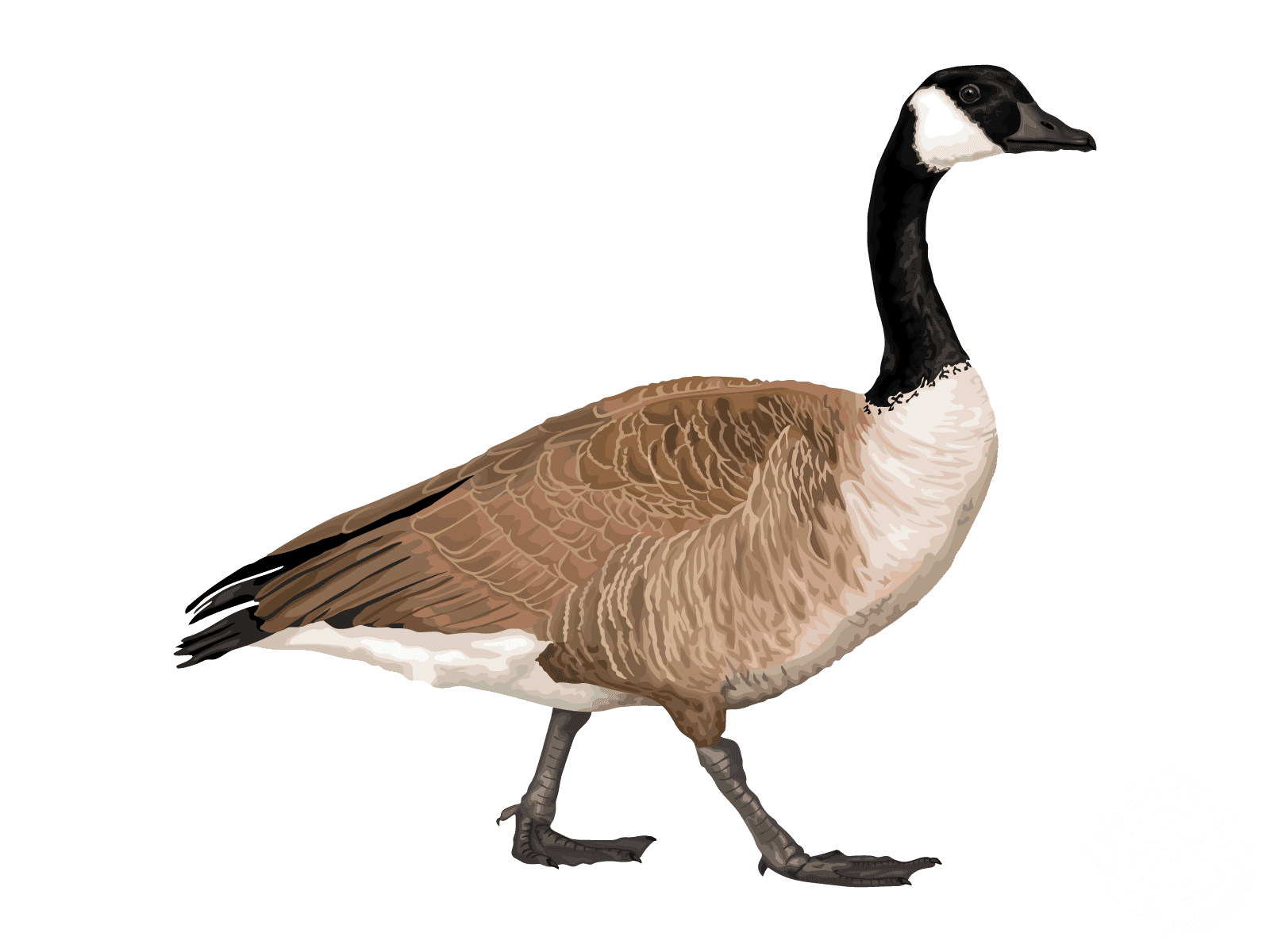 Canada Goose (+ subspecies)