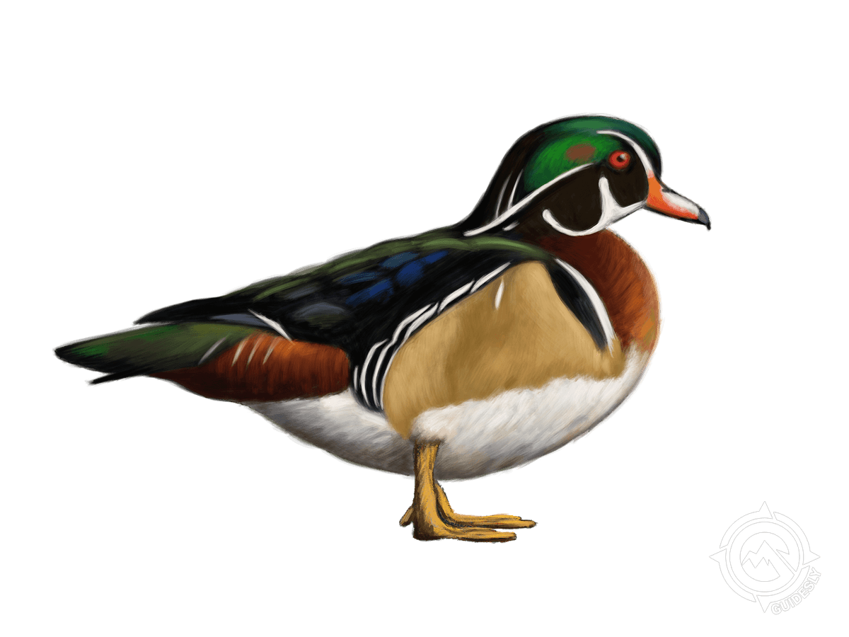 Wood Duck