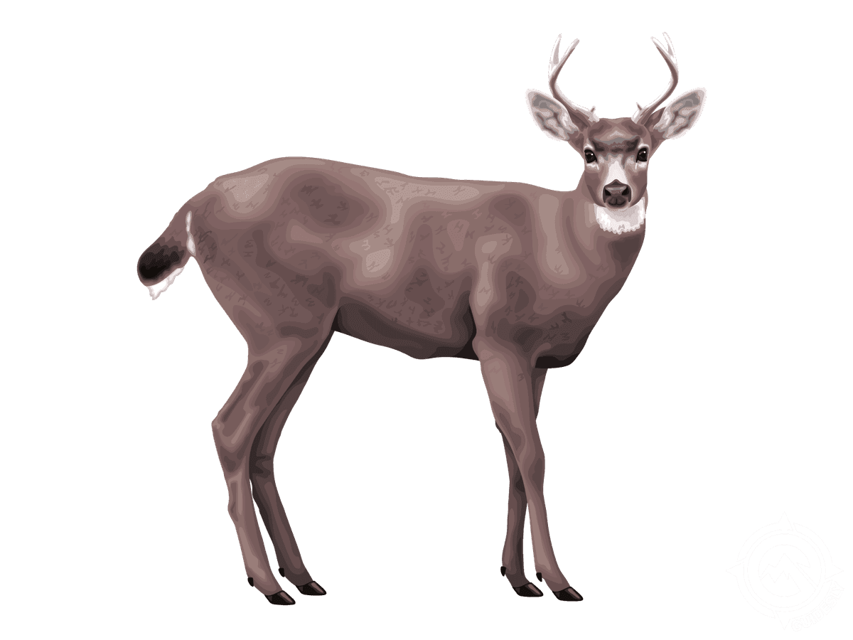 Black-tailed Deer