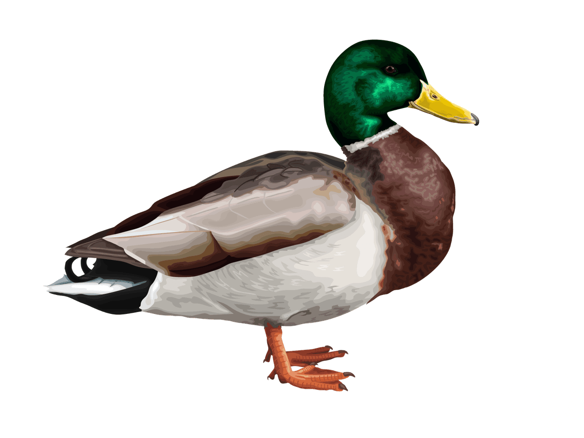 Mallard