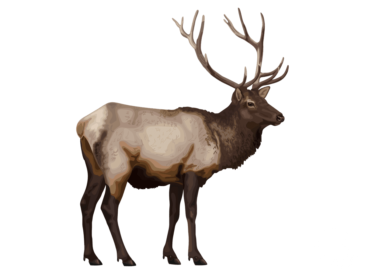 Rocky Mountain Elk