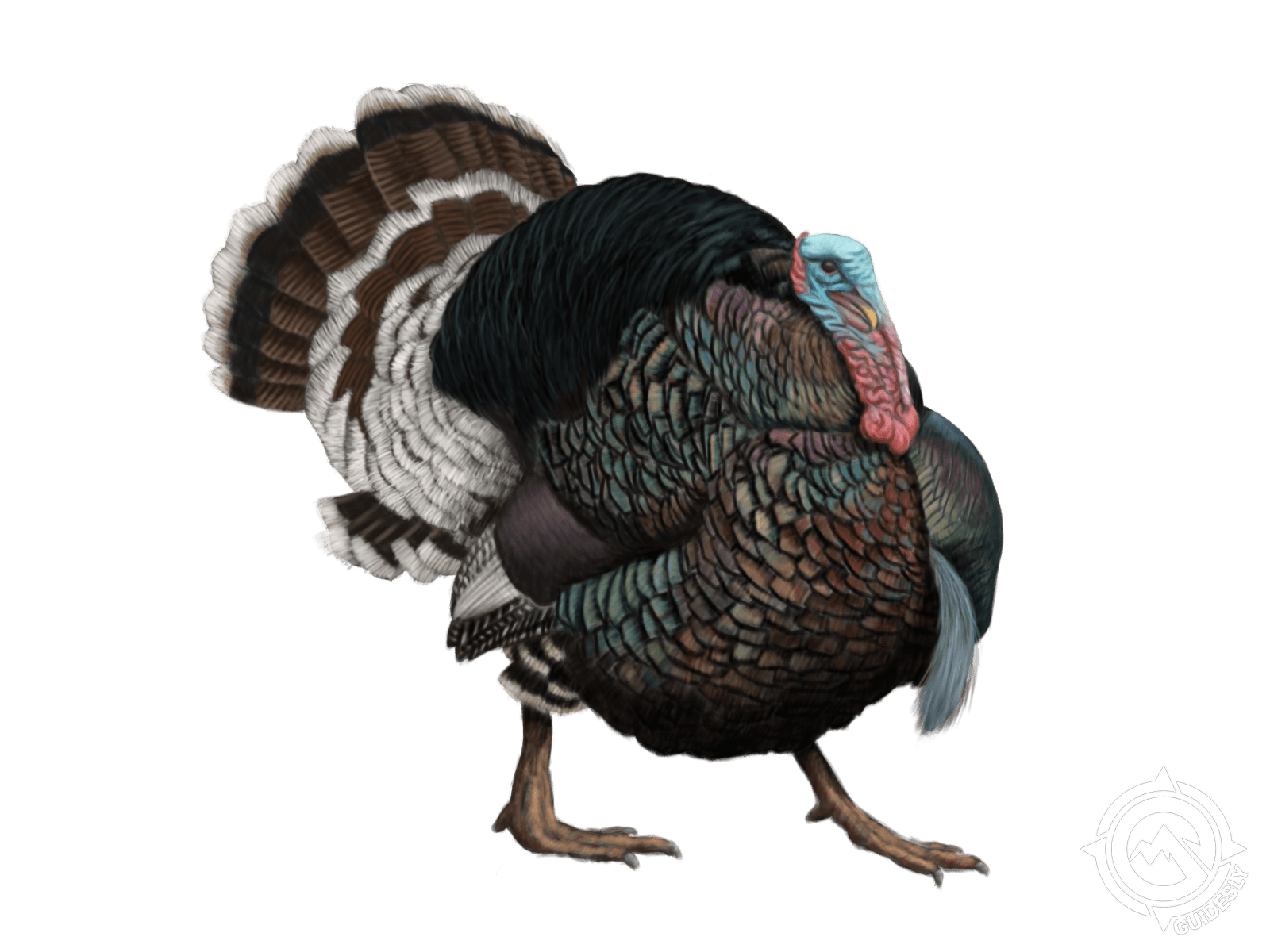 Merriam's Turkey